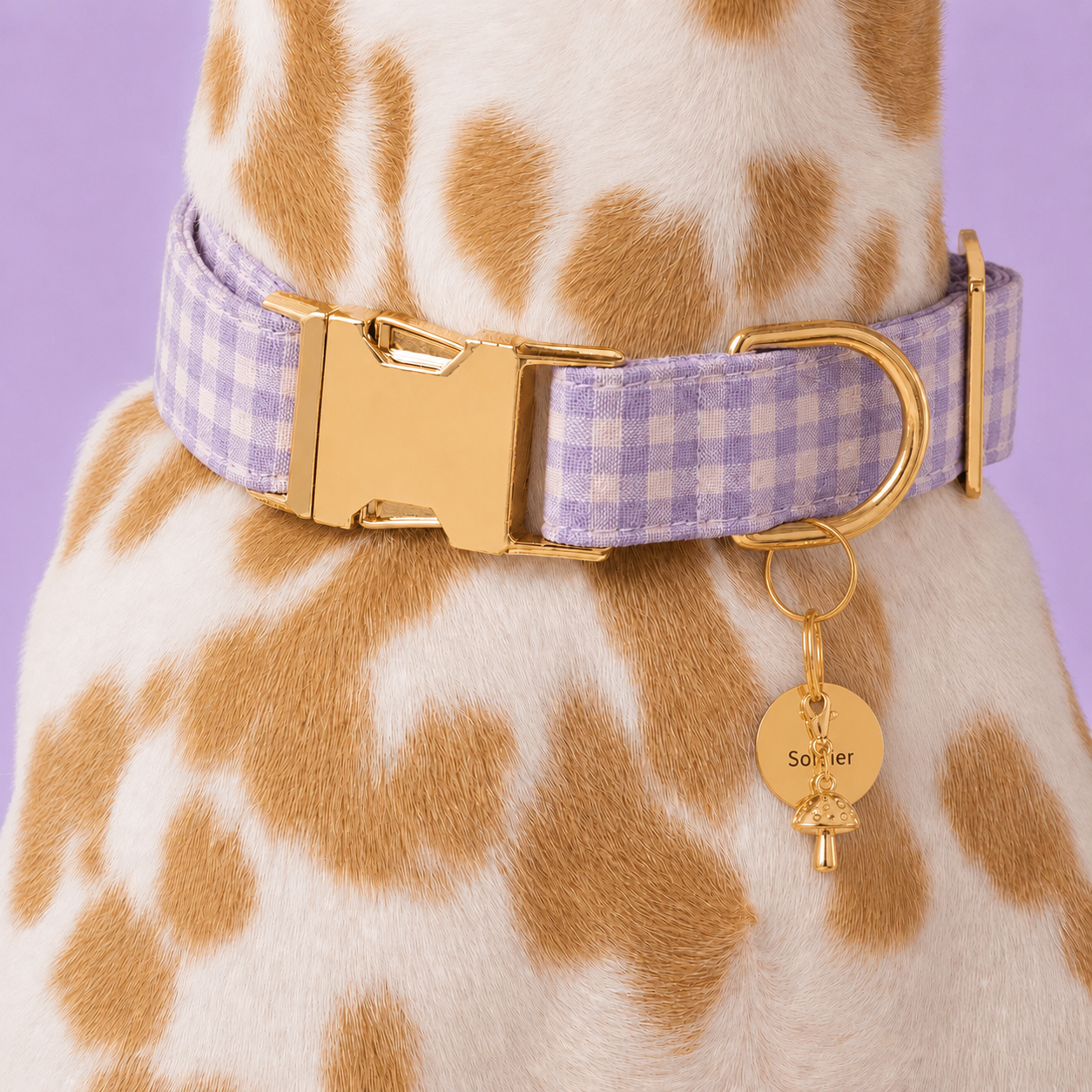 Custom Pet ID Tags – Design Your Own