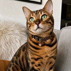 Custom Pet ID Tags – Design Your Own