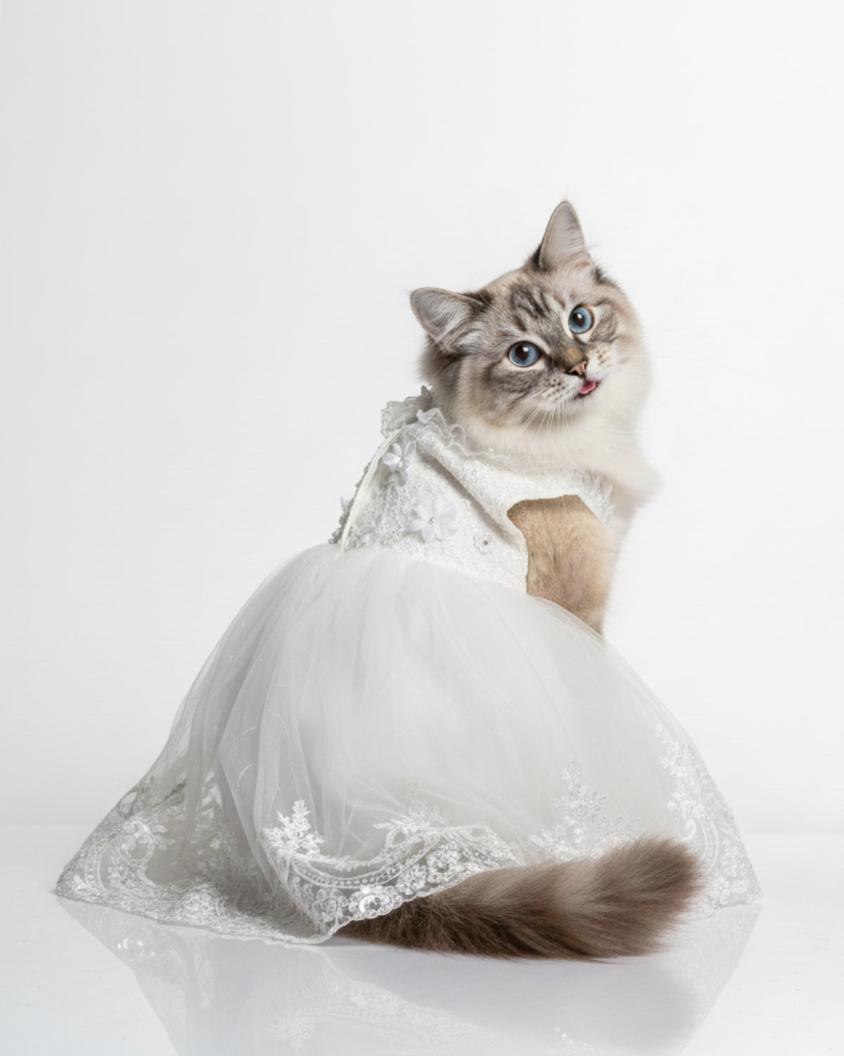 White Lace Tulle Dog & Cat Wedding Dress