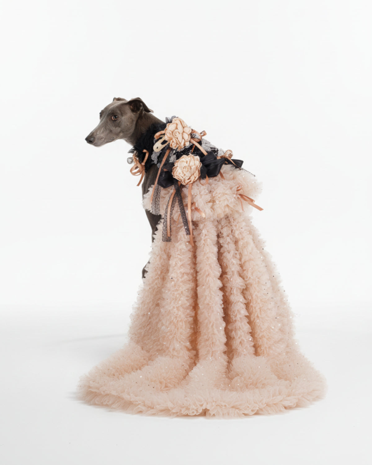 Champagne Tulle Lace Dog & Cat Party Dress with Rosette Bows – 2 Colors (Black/Red)