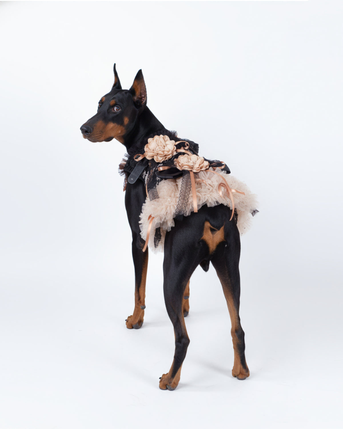 Champagne Tulle Lace Dog & Cat Party Dress with Rosette Bows – 2 Colors (Black/Red)