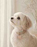 Gentle Companion