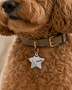Little Holiday Star